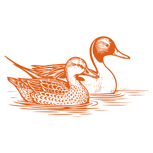Two orange ducks swimming on a white background